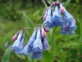 Image of Bluebells on Way Creek trail