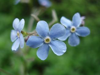 Image of Alpine Forget-me-nots on Way Creek trail