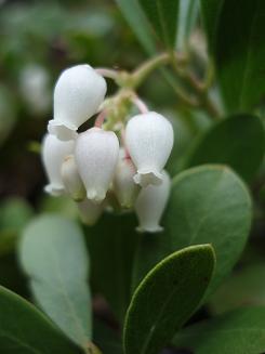 Image of Blueberry flowers (?) on Koppen Mountain trail (#1225)