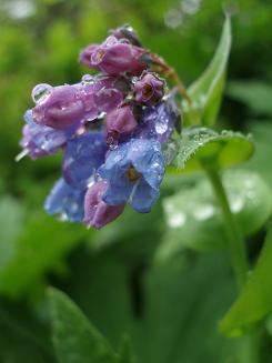 Image of Bluebells on Way Creek trail