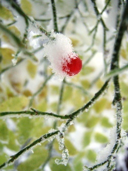 Image of Red huckleberry