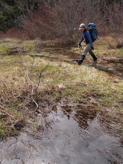 Image of A marsh under the power lines