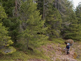 Image of Admiring a pine forest on the north side of the power lines