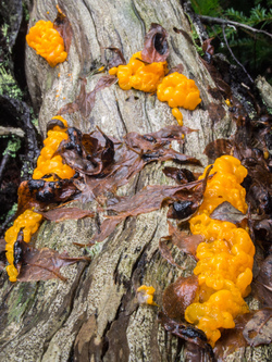 Witch's butter?