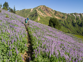 Awesome lupine on the PCT!  White Mountain in the background.
