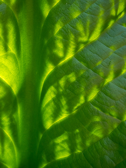 Skunk cabbage with bracken fern shadows.
