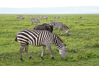 Zebras and a wildebeest