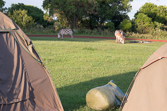 Zebras in our camp
