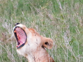 Lion cub yawn!