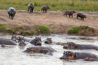 Hippos.  They were not happy to see us