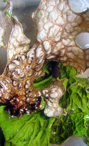 Dave's lungwort lichen
