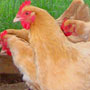 April chickens