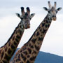 giraffe