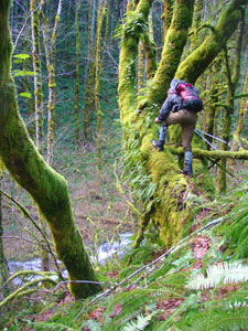 fern gathering