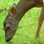springtime-deer