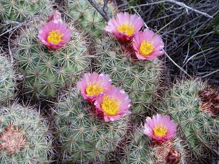 Hedgehog cactus near Whiskey Dick Mountain trail