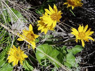 Flowers on Whiskey Dick Mountain trail