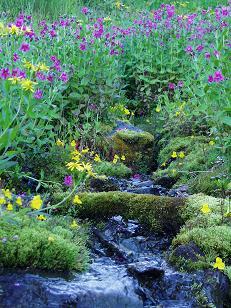 Wildflowers near Hidden Lake trail