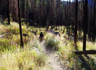 Trail through a burned section of the forest