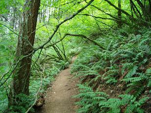 Wind Mountain trail