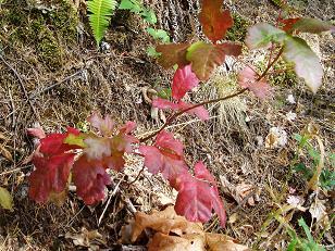 Poison Oak on Ruckle Creek Trail
