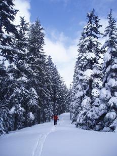 Logging road that runs right on top of the north ridge of Mount Gardner