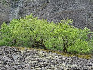 Maple trees in Archer Waterfall basin