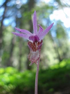 Calypso Orchid on lower section of Driveway Butte trail