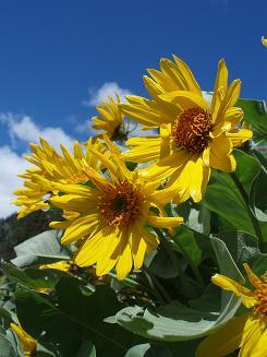 Arrowleaf Balsamroot on Driveway Butte trail