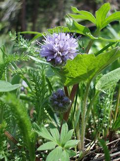 Ballhead Waterleaf on Driveway Butte trail