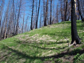 Burn on upper part of Driveway Butte trail