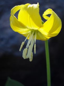 Glacier Lily on Driveway Butte trail