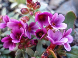 Douglasia on summit of Malcolm Mtn