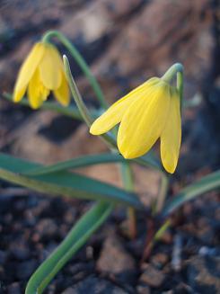 Yellow Bell on summit of Malcolm Mountain