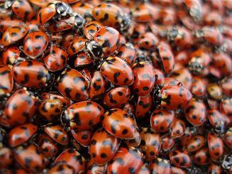 Ladybugs on summit of Fortune Peak