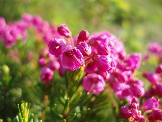 Heather flowers