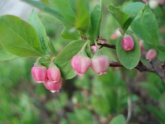 Huckleberry flowers