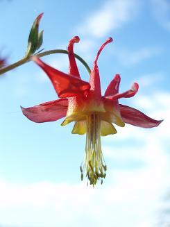 Columbine