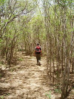 Hilina Pali trail