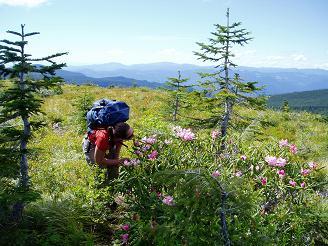 Rhodies near the summit of Tanner Butte