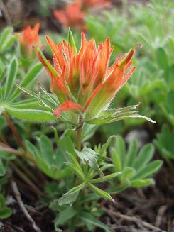 Indian Paintbrush