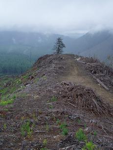 NE ridge of Pelletgun Hill