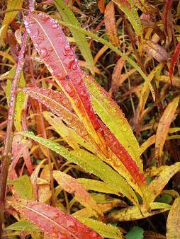 Fireweed