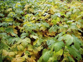 Thimbleberries