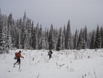 Scatter Creek meadow