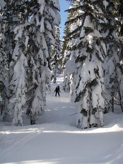 Navigating a tree corridor near Stampede Pass