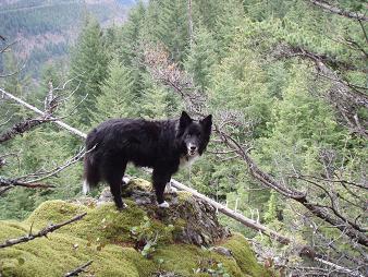 Logan perched on a cliff