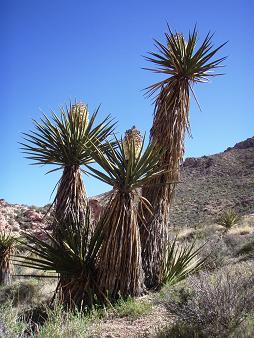 Mojave Yucca near Kraft Mountain