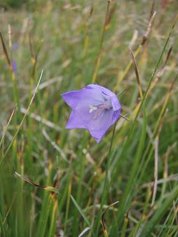 Harebell