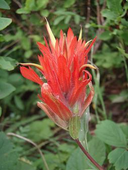 Indian Paintbrush